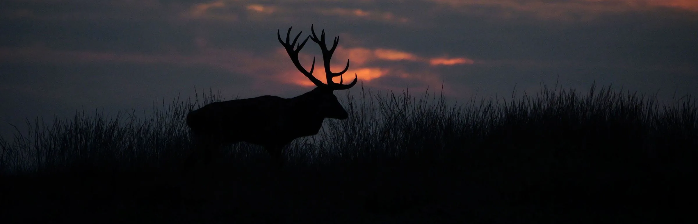 Silhouette d'un cerf au coucher du soleil dans les hautes herbes