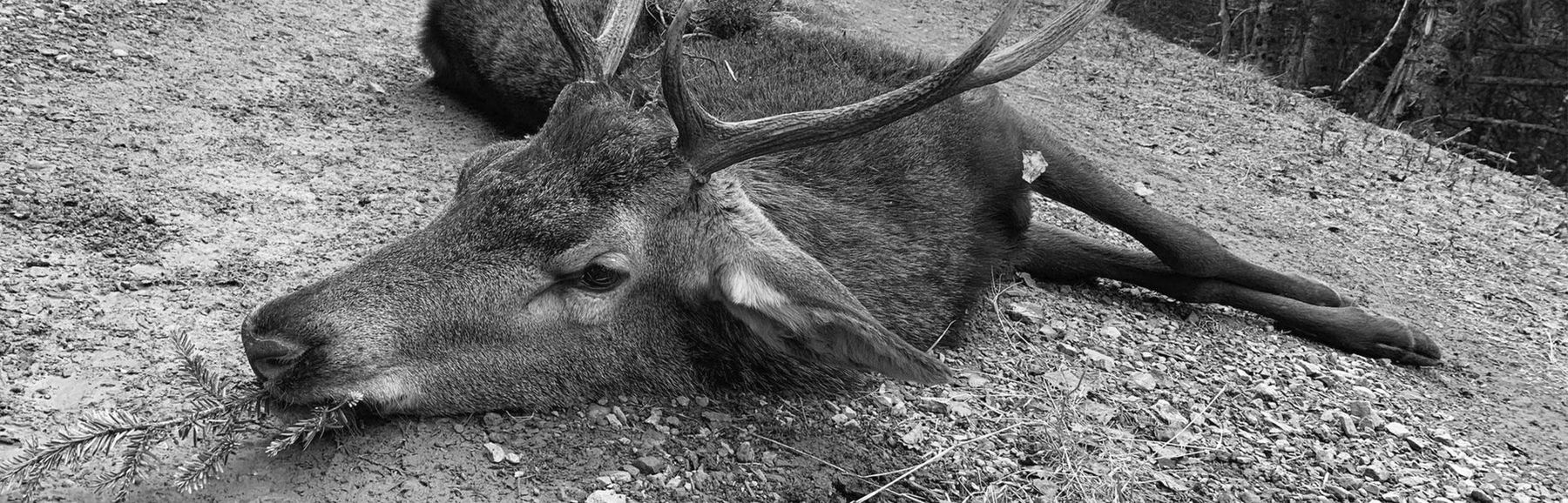 Portrait en noir et blanc d'un cerf, hommage au gibier