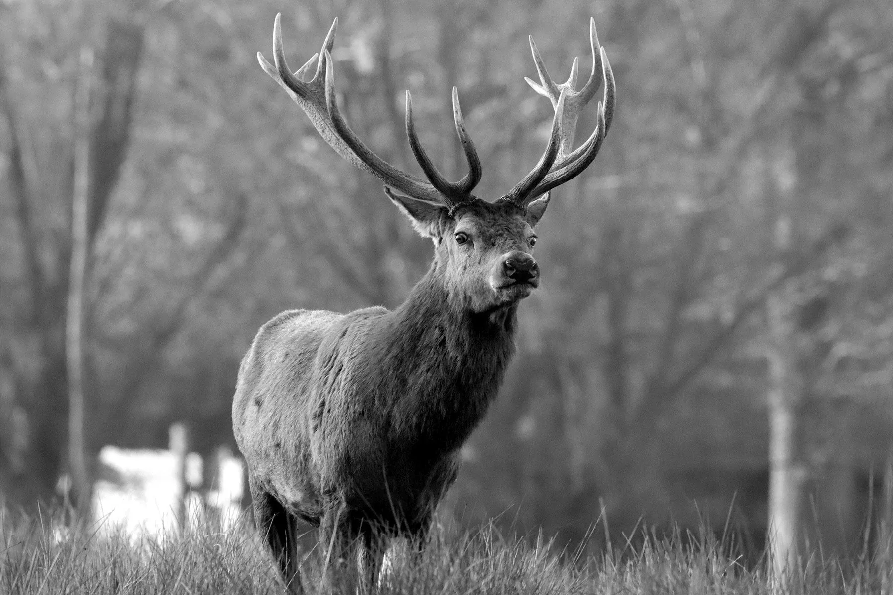 Cerf mâle aux bois imposants, en forêt