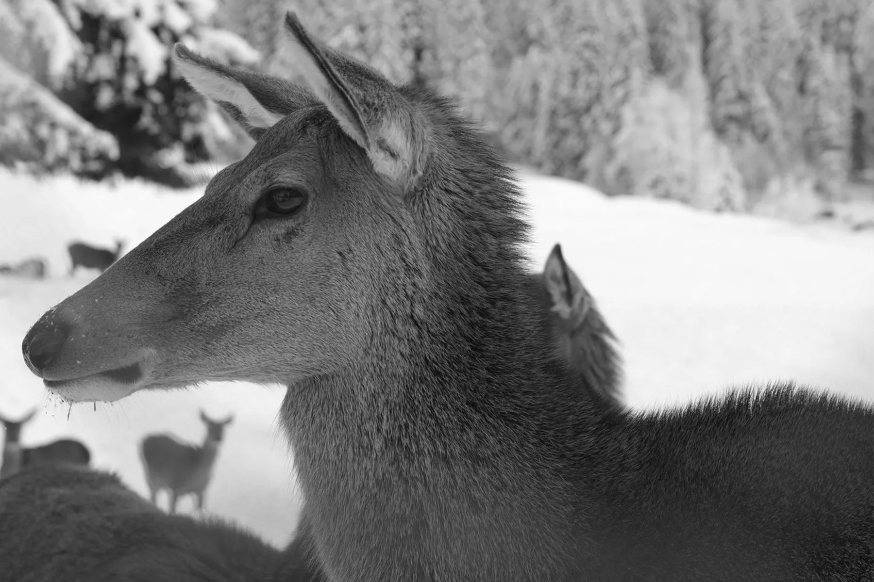 Biche de profil dans la neige, au sein de la harde