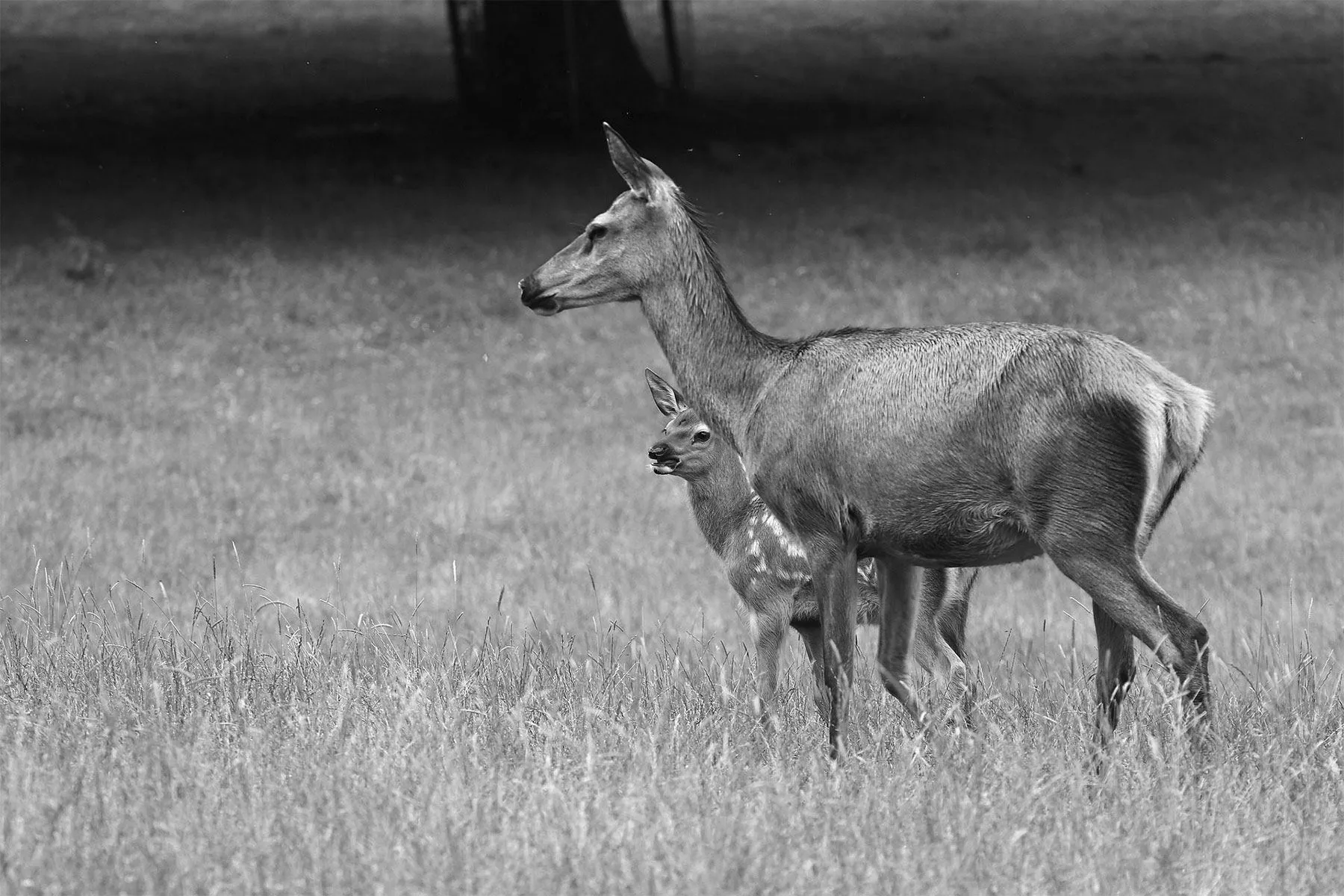 Biche et son faon dans un pré