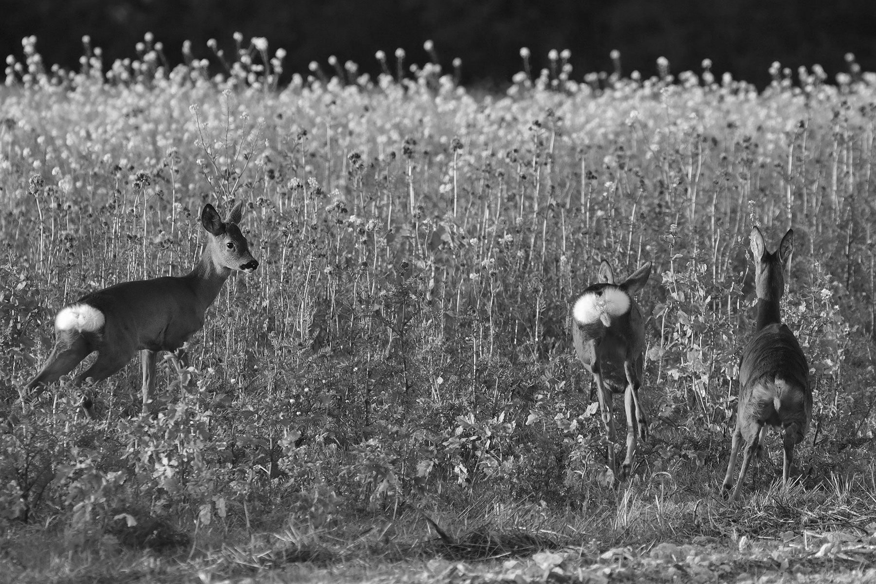 Chevrette et ses faons traversant un champ de fleurs