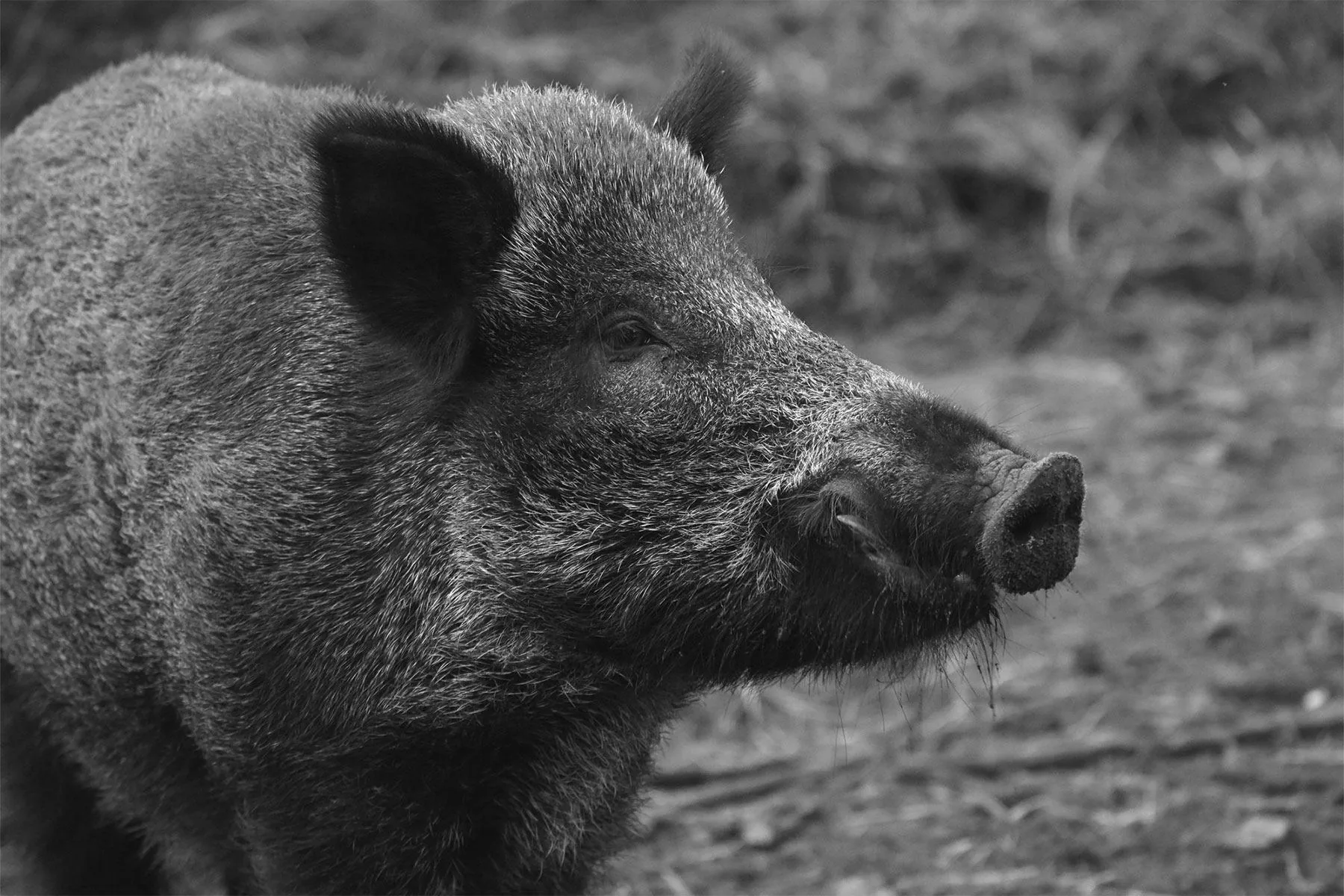 Portrait rapproché d'un sanglier mâle