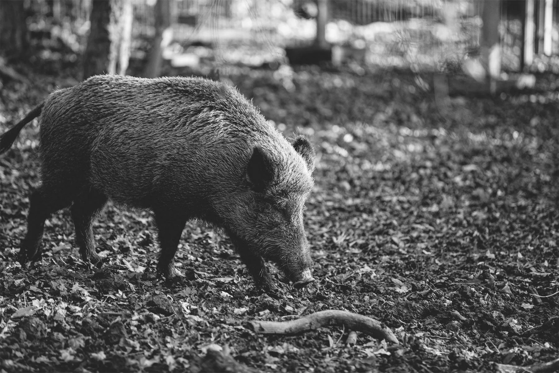 Laie évoluant seule en forêt, parmi les feuilles