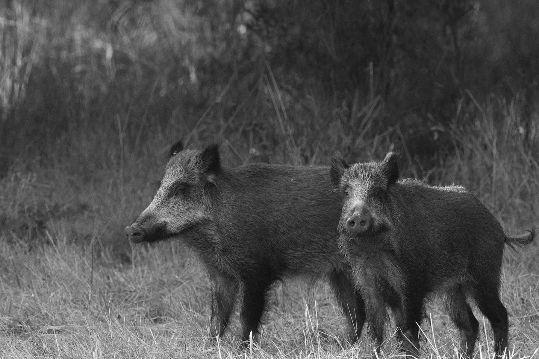 Deux sangliers dans les hautes herbes