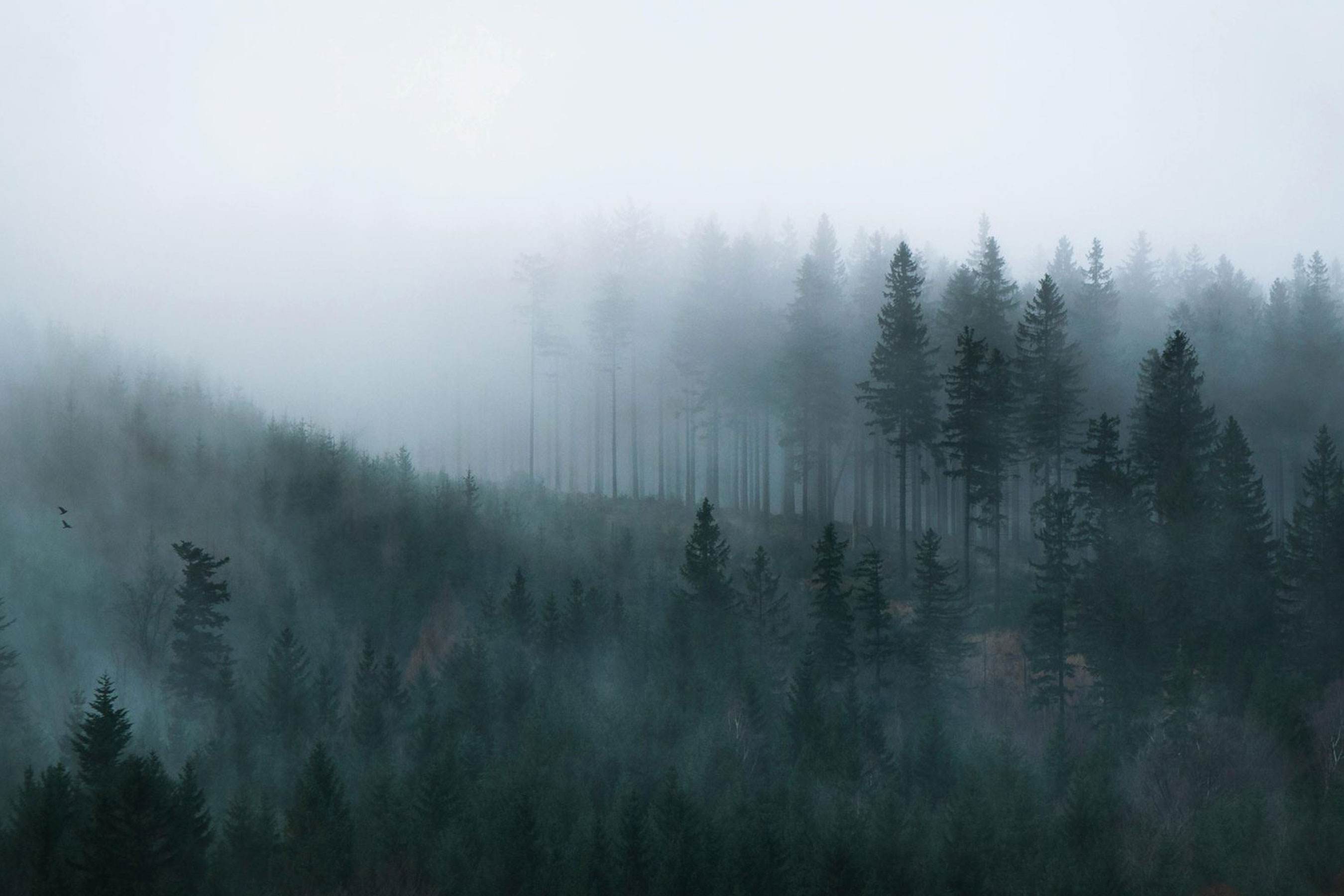 Forêt de sapins dans la brume, montagne sauvage en toile de fond