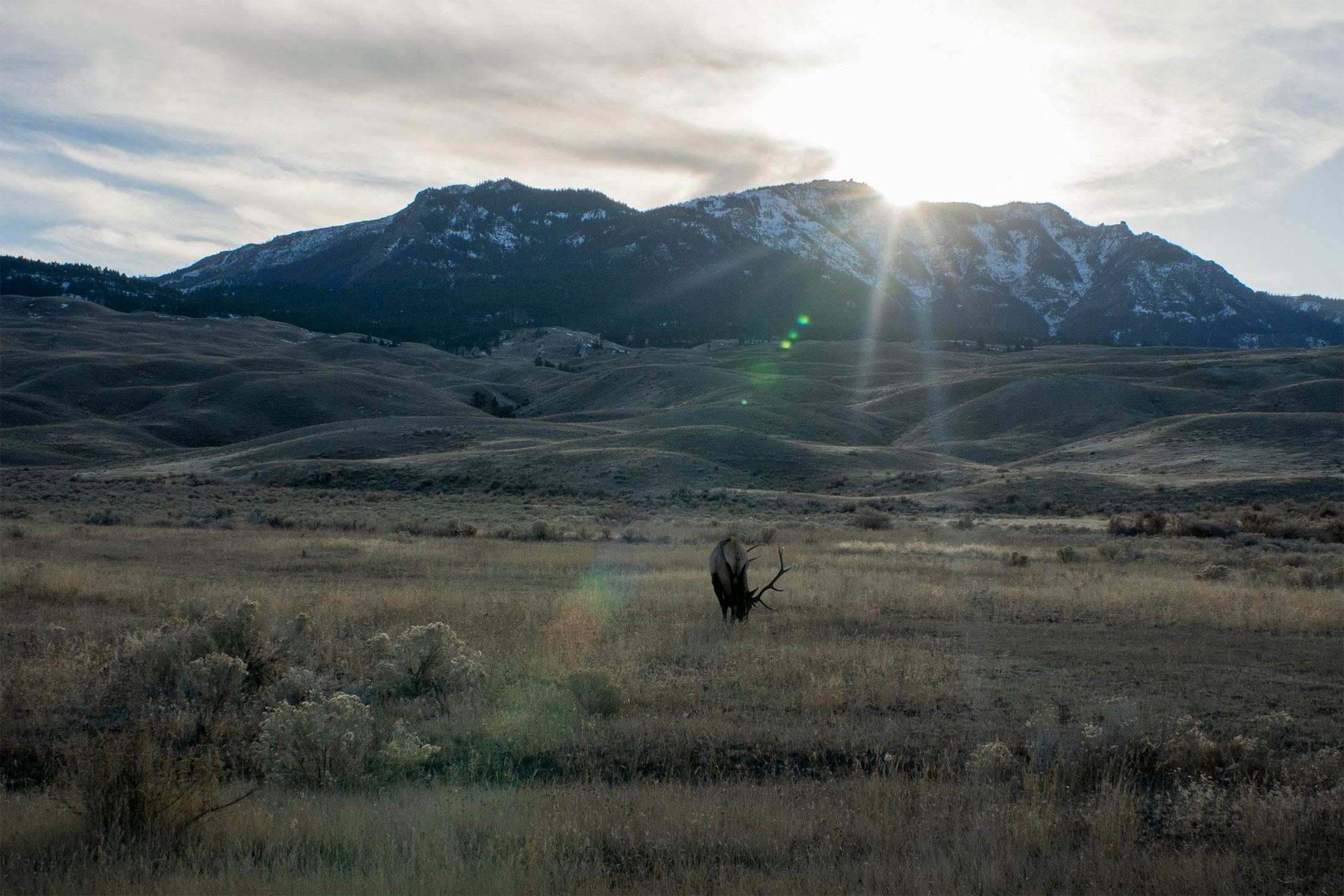 Cerf dans une prairie de montagne, au lever du soleil