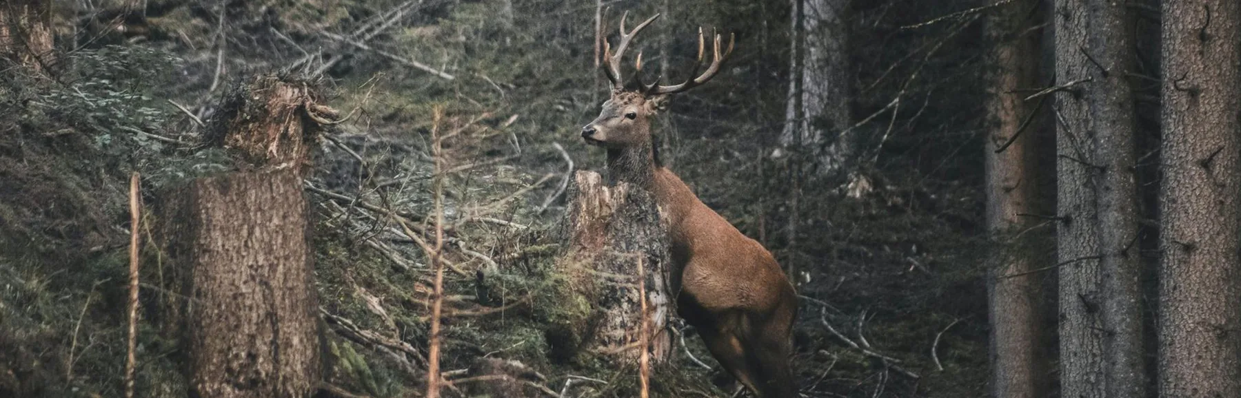 Cerf dans une forêt exploitée, une viande née de la nature sauvage